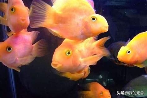 血鸚鵡適合和什麼魚混養